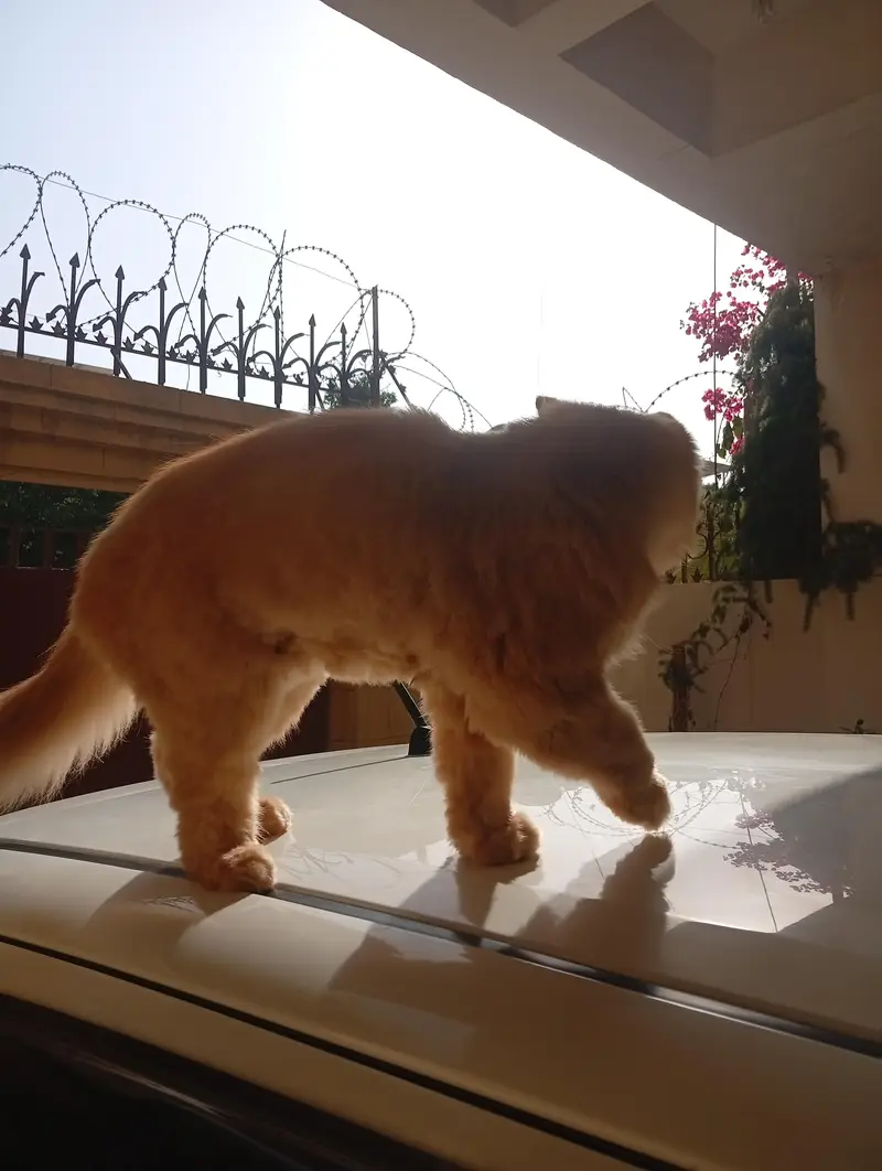 Persian Cat For Sale — photo 3