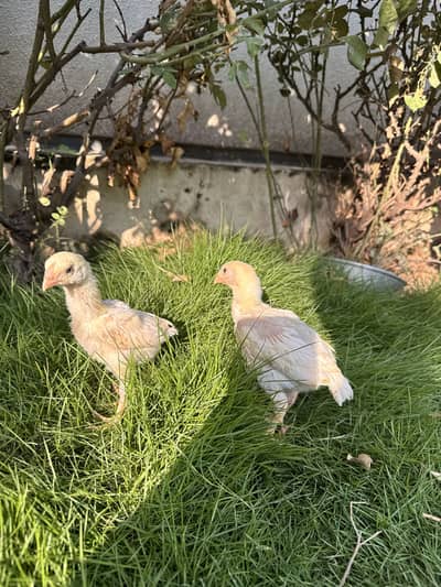 Pure White Shamo Aseel Murga & Chicks for Sale | Original Breed