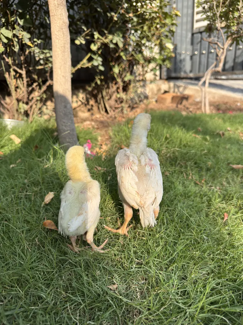 Pure White Shamo Aseel Murga & Chicks for Sale | Original Breed — photo 2