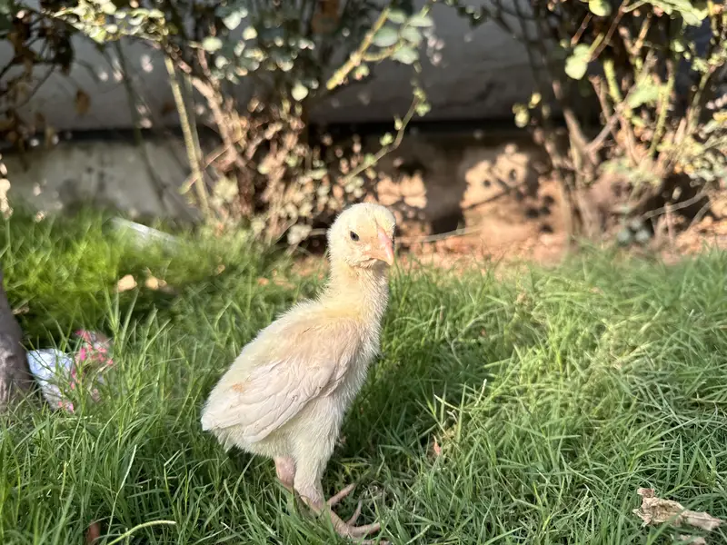 Pure White Shamo Aseel Murga & Chicks for Sale | Original Breed — photo 3