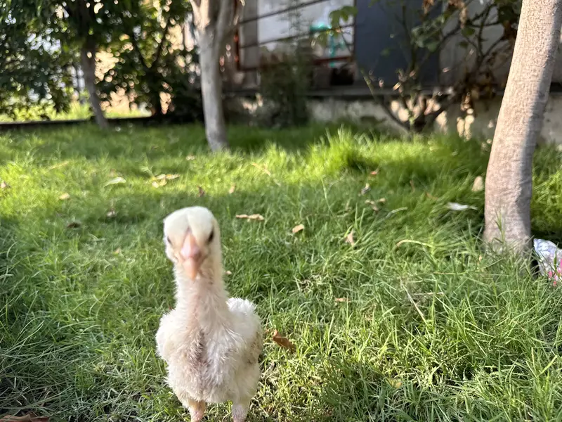 Pure White Shamo Aseel Murga & Chicks for Sale | Original Breed — photo 4