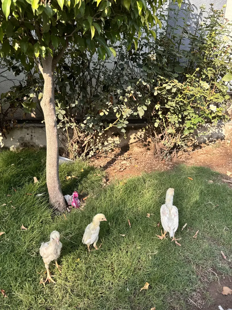 Pure White Shamo Aseel Murga & Chicks for Sale | Original Breed — photo 5