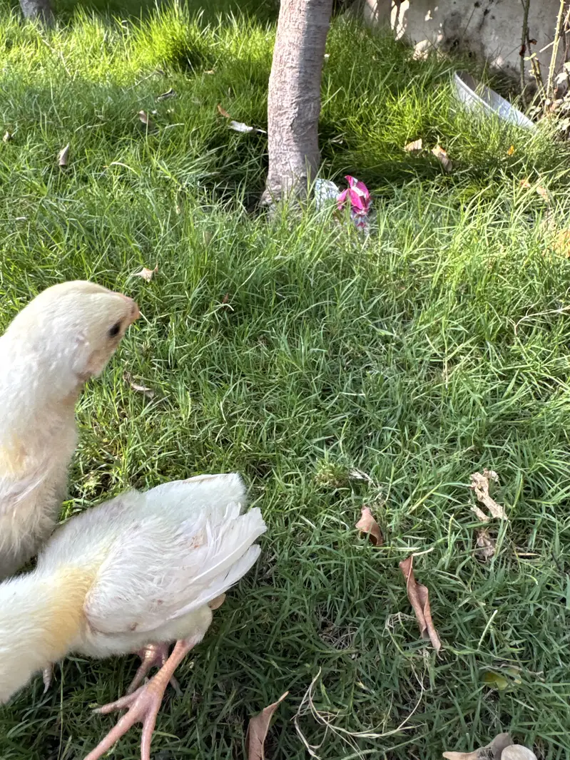 Pure White Shamo Aseel Murga & Chicks for Sale | Original Breed — photo 6