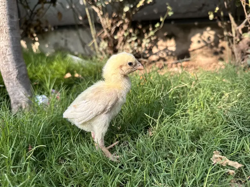 Pure White Shamo Aseel Murga & Chicks for Sale | Original Breed — photo 7