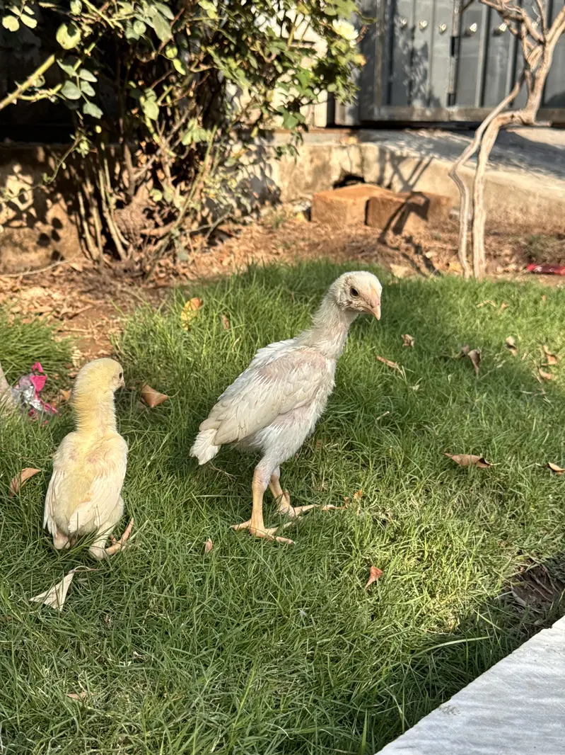 Pure White Shamo Aseel Murga & Chicks for Sale | Original Breed — photo 8