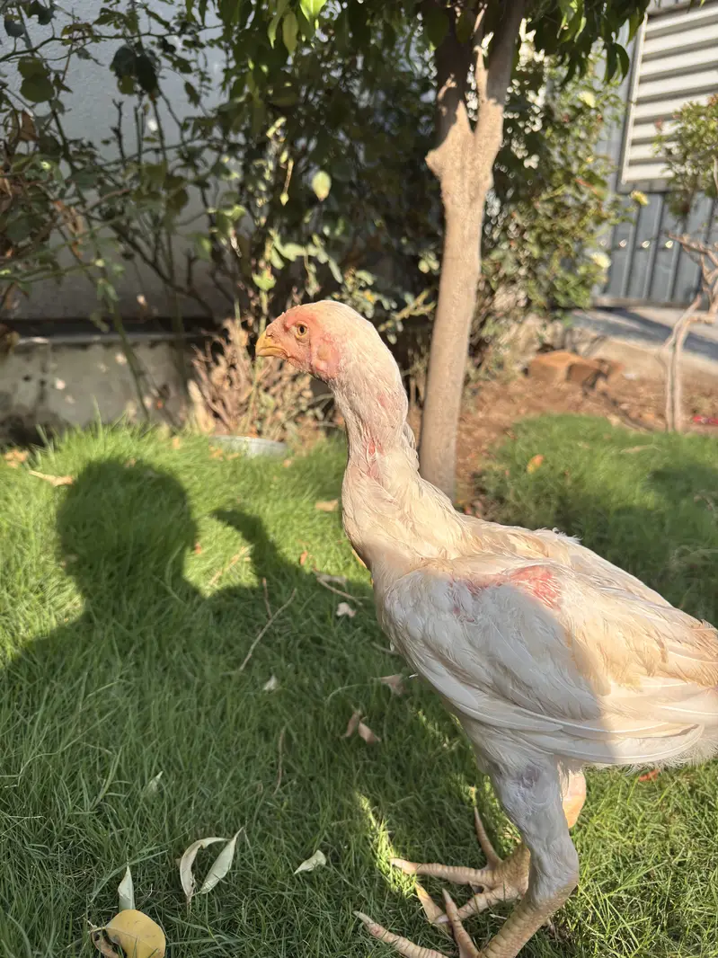 Pure White Shamo Aseel Murga & Chicks for Sale | Original Breed — photo 9