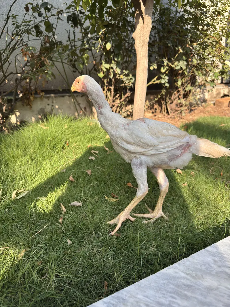 Pure White Shamo Aseel Murga & Chicks for Sale | Original Breed — photo 10
