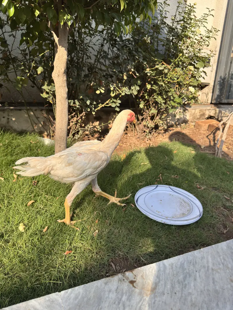 Pure White Shamo Aseel Murga & Chicks for Sale | Original Breed — photo 11