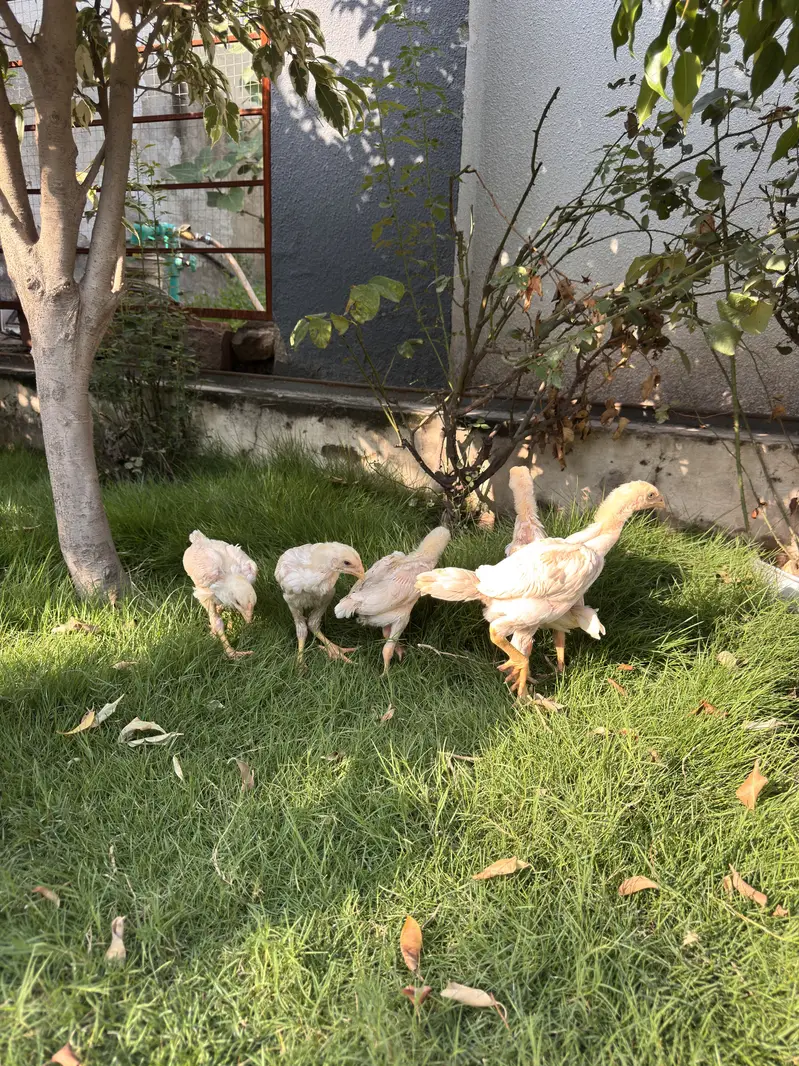 Pure White Shamo Aseel Murga & Chicks for Sale | Original Breed — photo 12