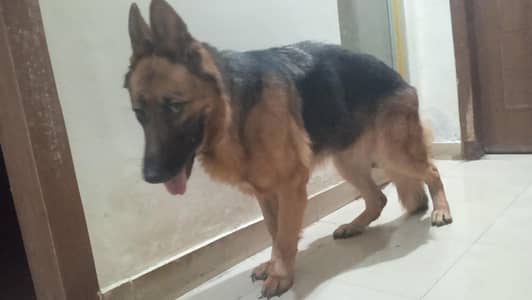 German shepherd female available for sale