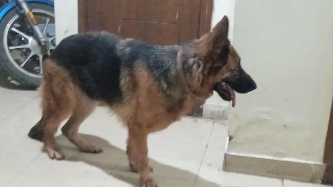 German shepherd female available for sale — photo 2
