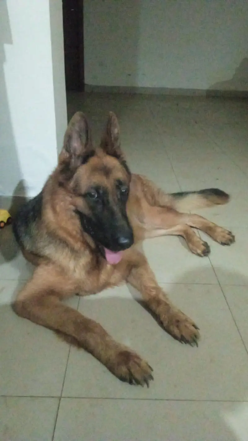German shepherd female available for sale — photo 3