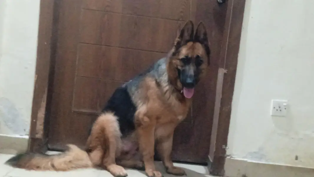 German shepherd female available for sale — photo 4