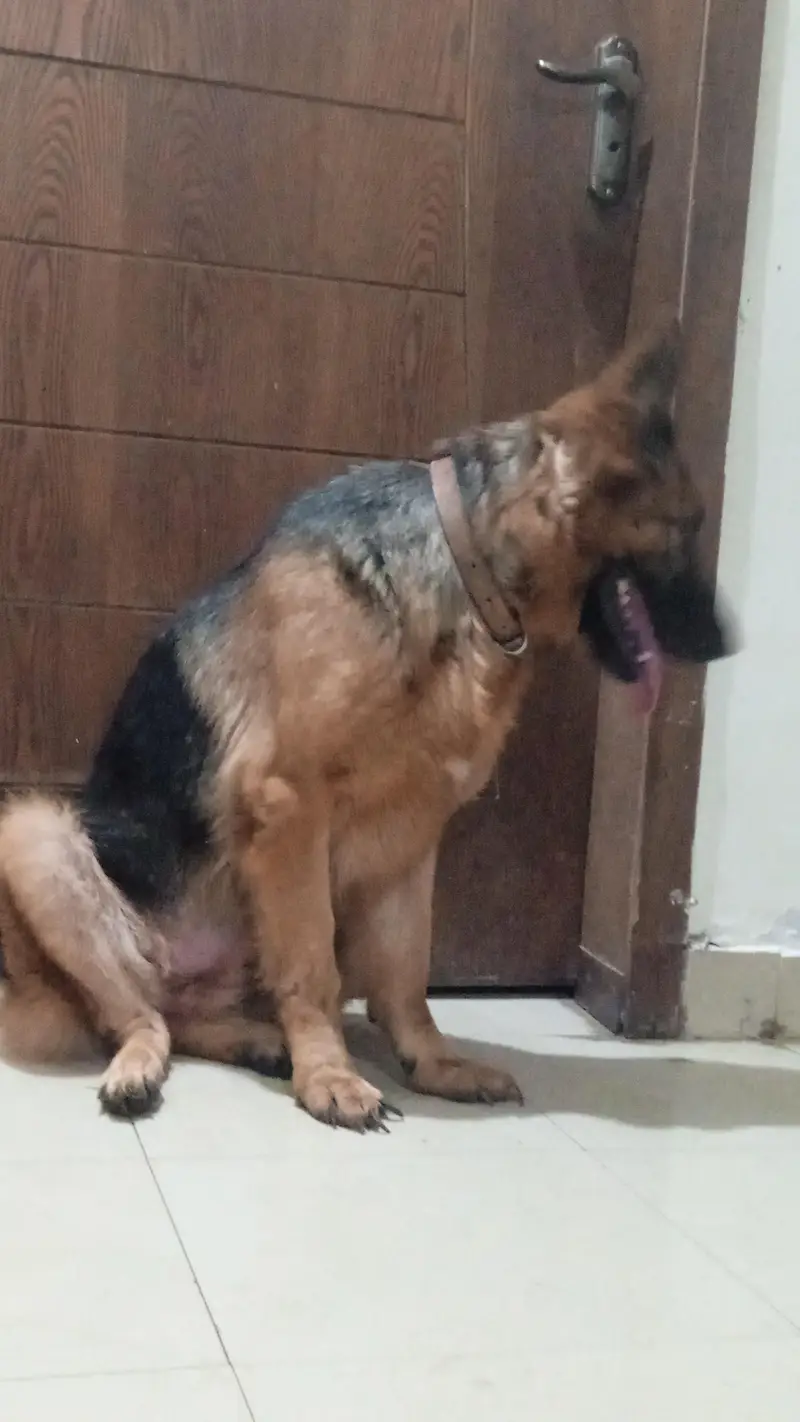 German shepherd female available for sale — photo 5