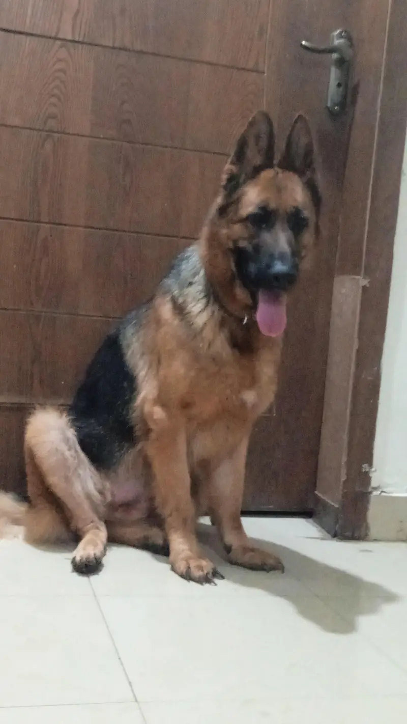 German shepherd female available for sale — photo 6