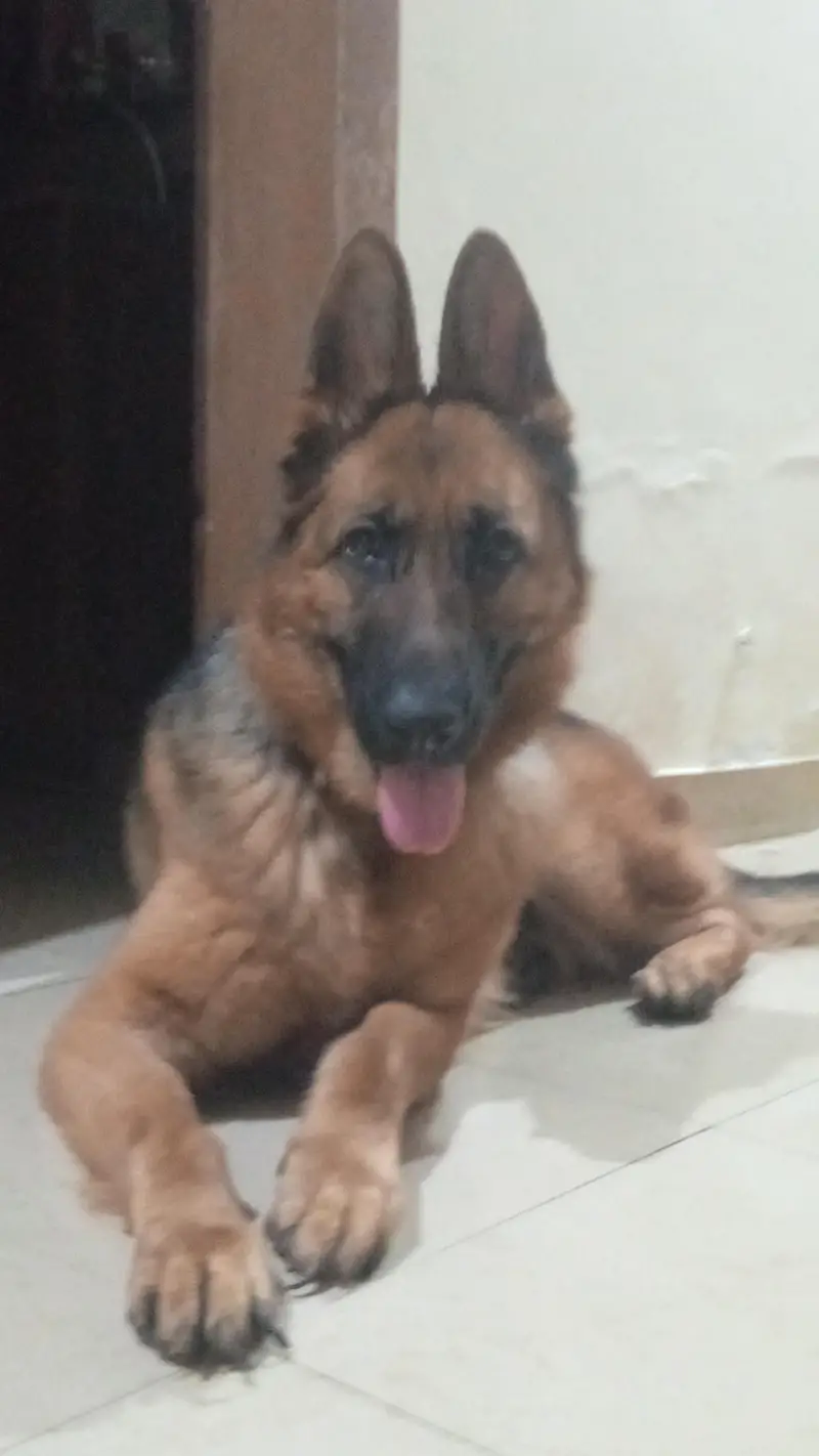 German shepherd female available for sale — photo 7