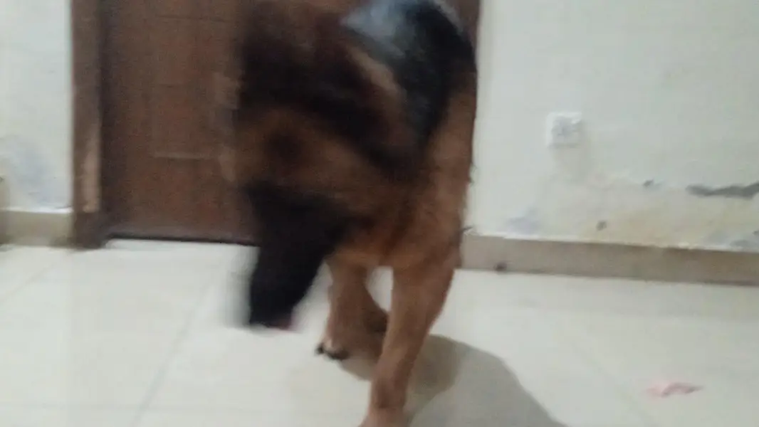 German shepherd female available for sale — photo 8