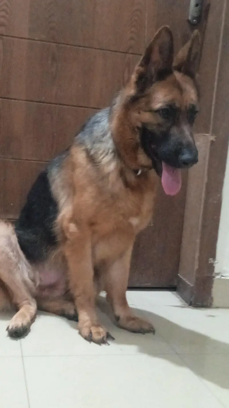 German shepherd female available for sale — photo 9