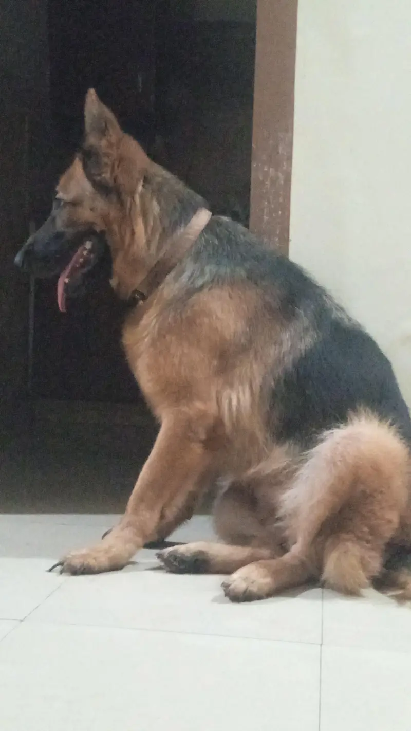 German shepherd female available for sale — photo 10