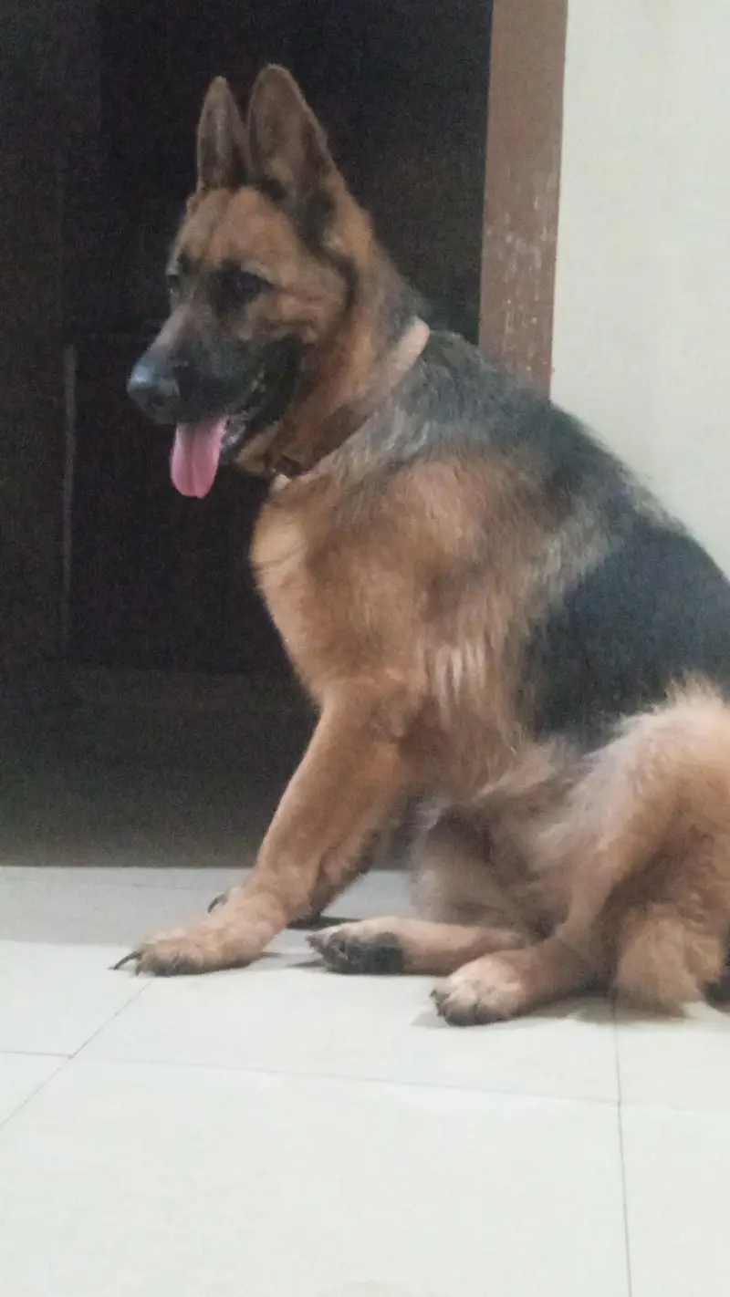 German shepherd female available for sale — photo 11
