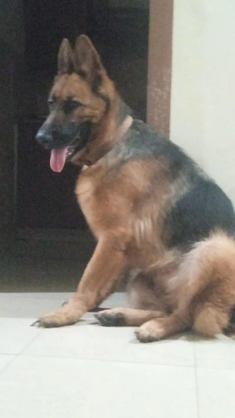 German shepherd female available for sale — photo 12