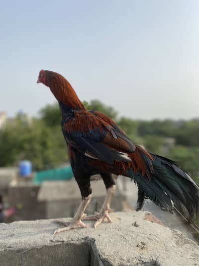 aseel pair for sale