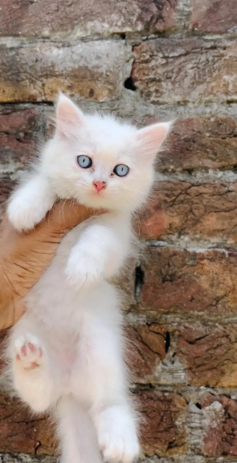 triple coated kittens : 0302_6247572 — photo 2