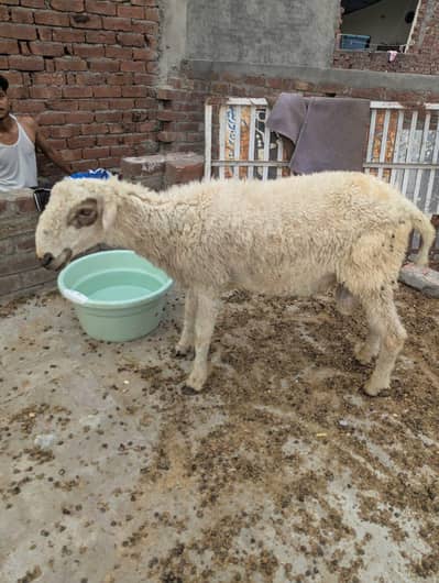 chatry | sheep | mundre 03211431928 WhatsApp