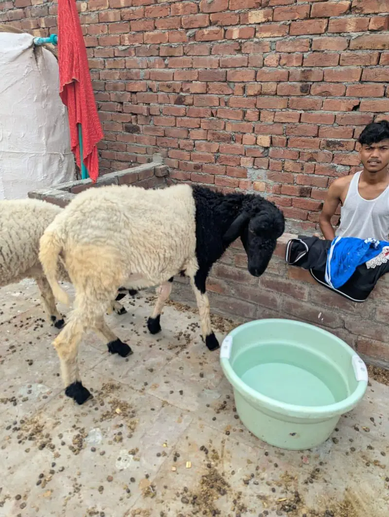 chatry | sheep | mundre 03211431928 WhatsApp — photo 2