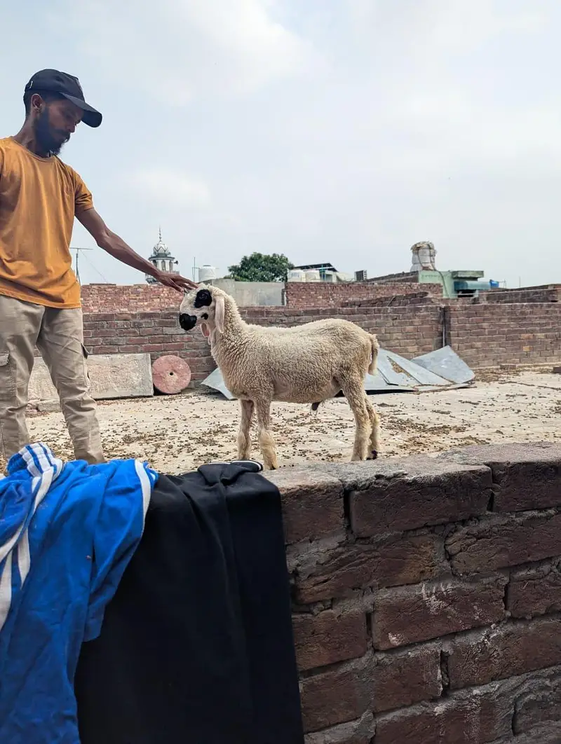 chatry | sheep | mundre 03211431928 WhatsApp — photo 3