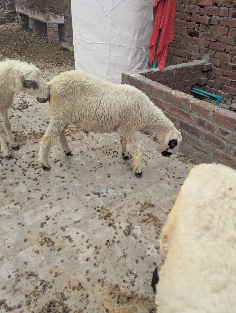 chatry | sheep | mundre 03211431928 WhatsApp — photo 4