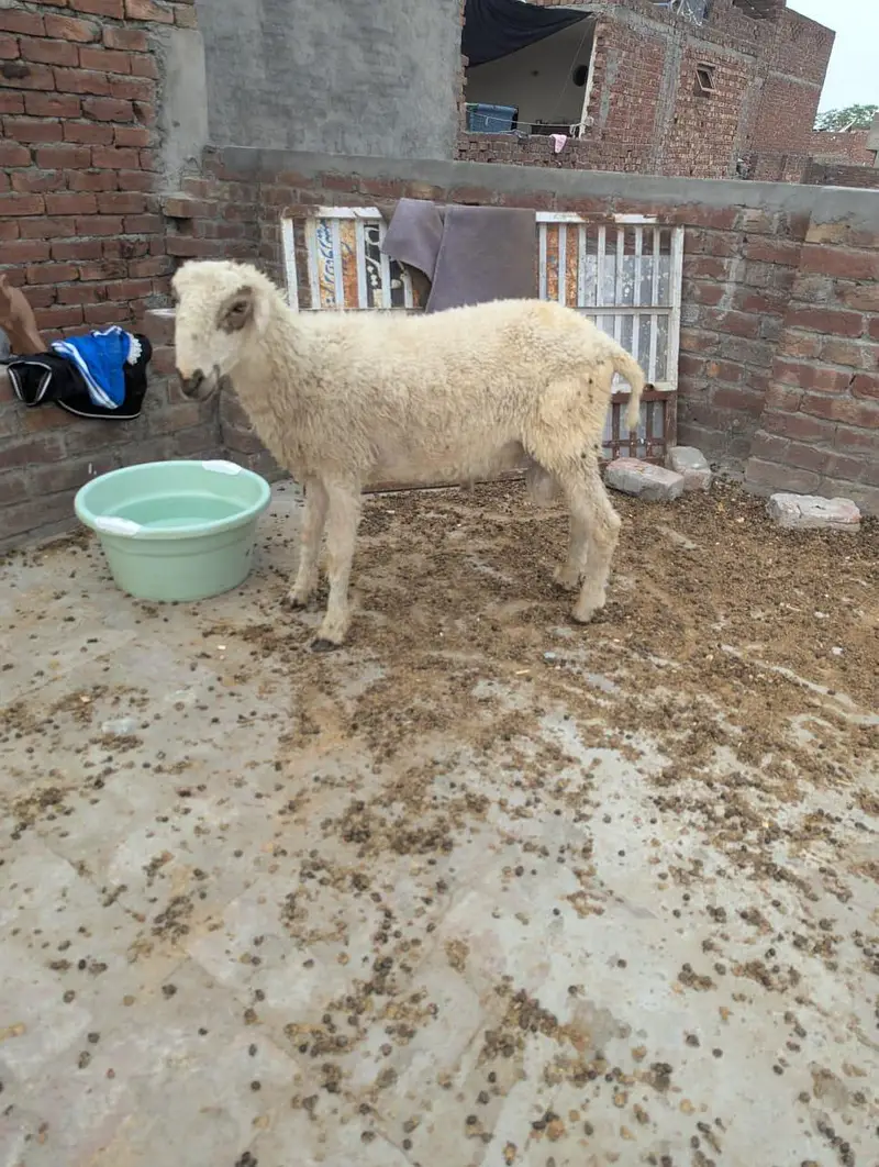 chatry | sheep | mundre 03211431928 WhatsApp — photo 5