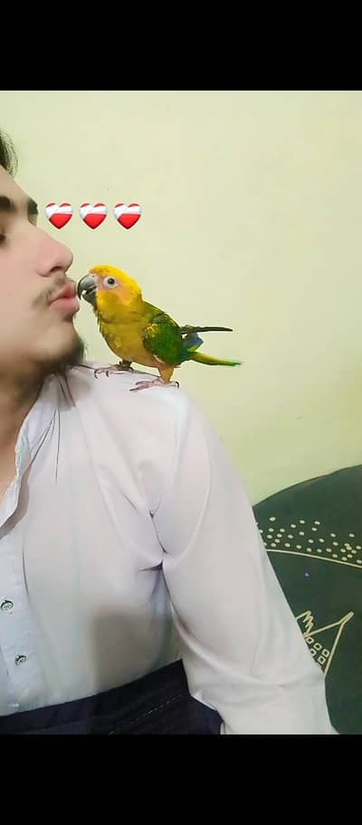 different parrot available hai