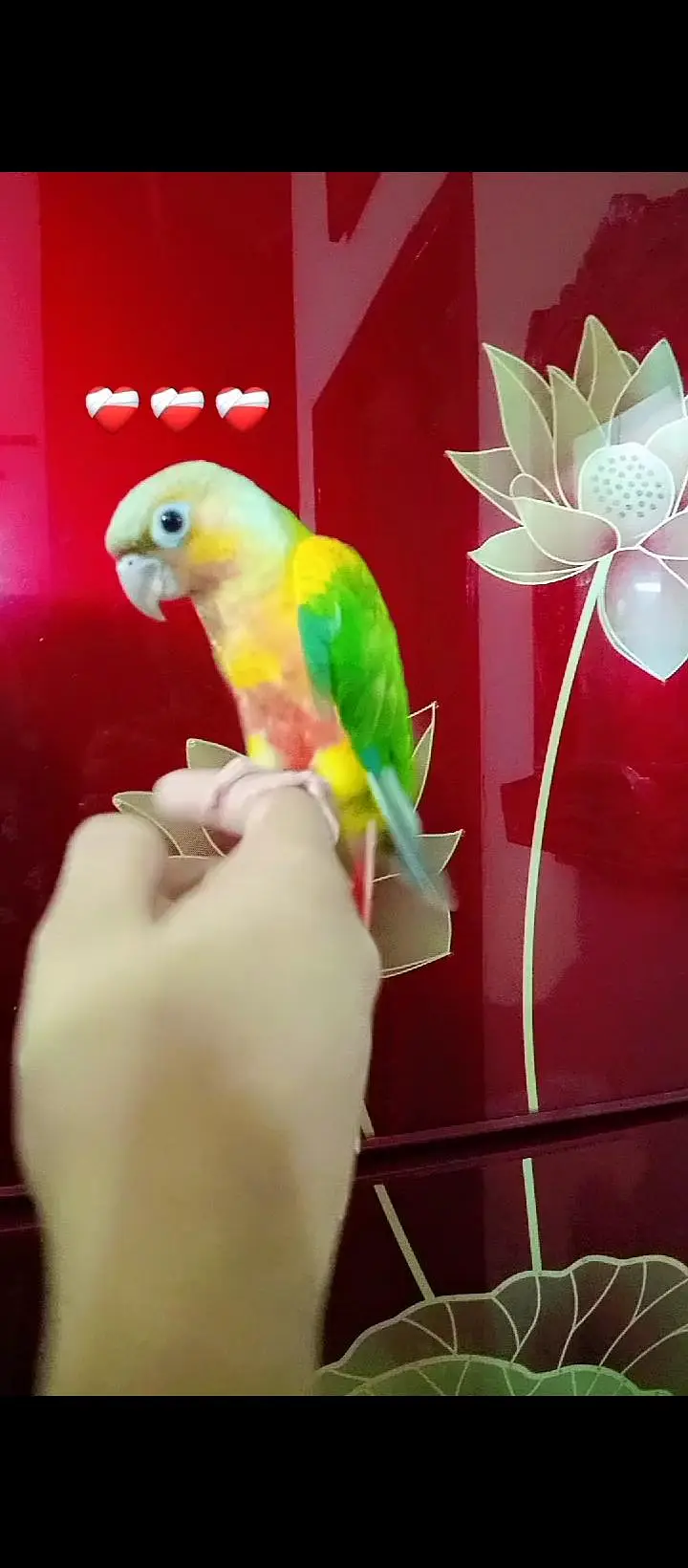 different parrot available hai — photo 2