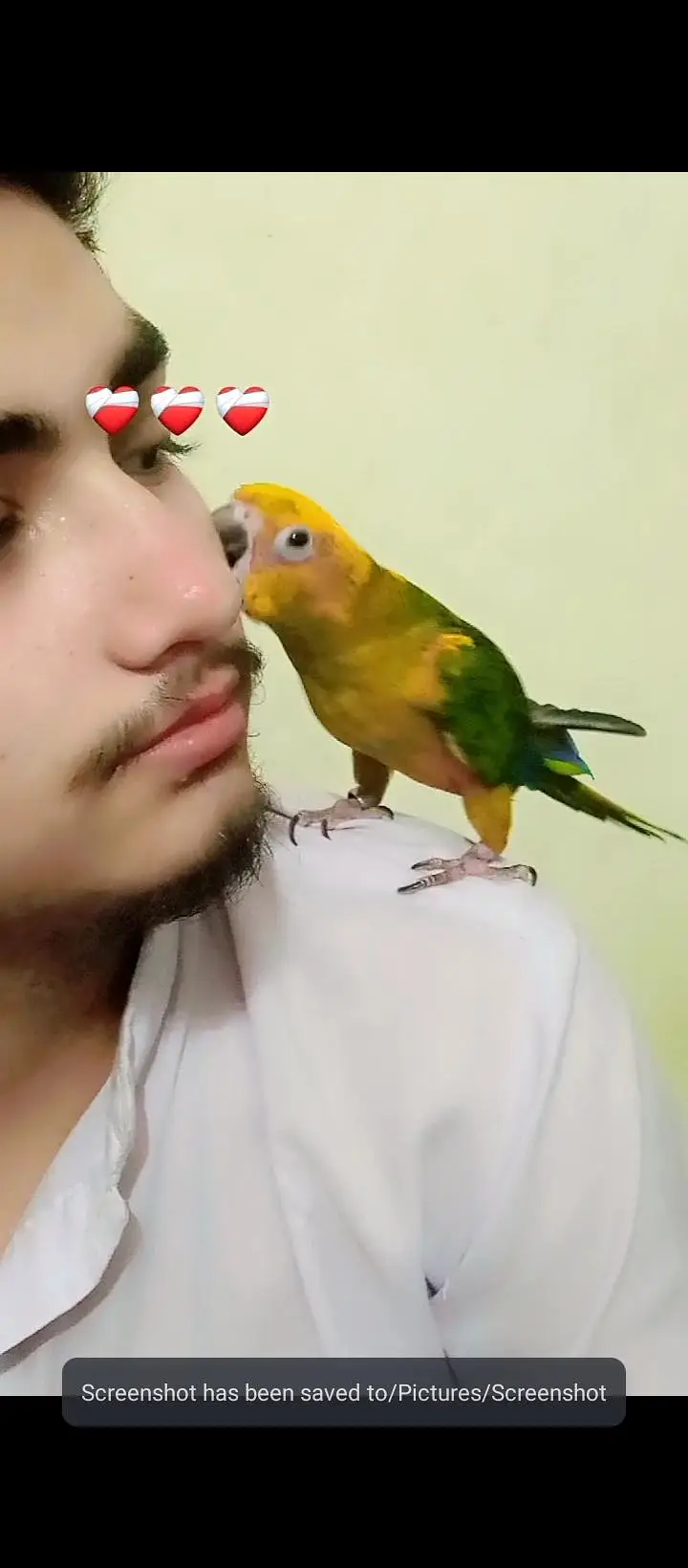 different parrot available hai — photo 3