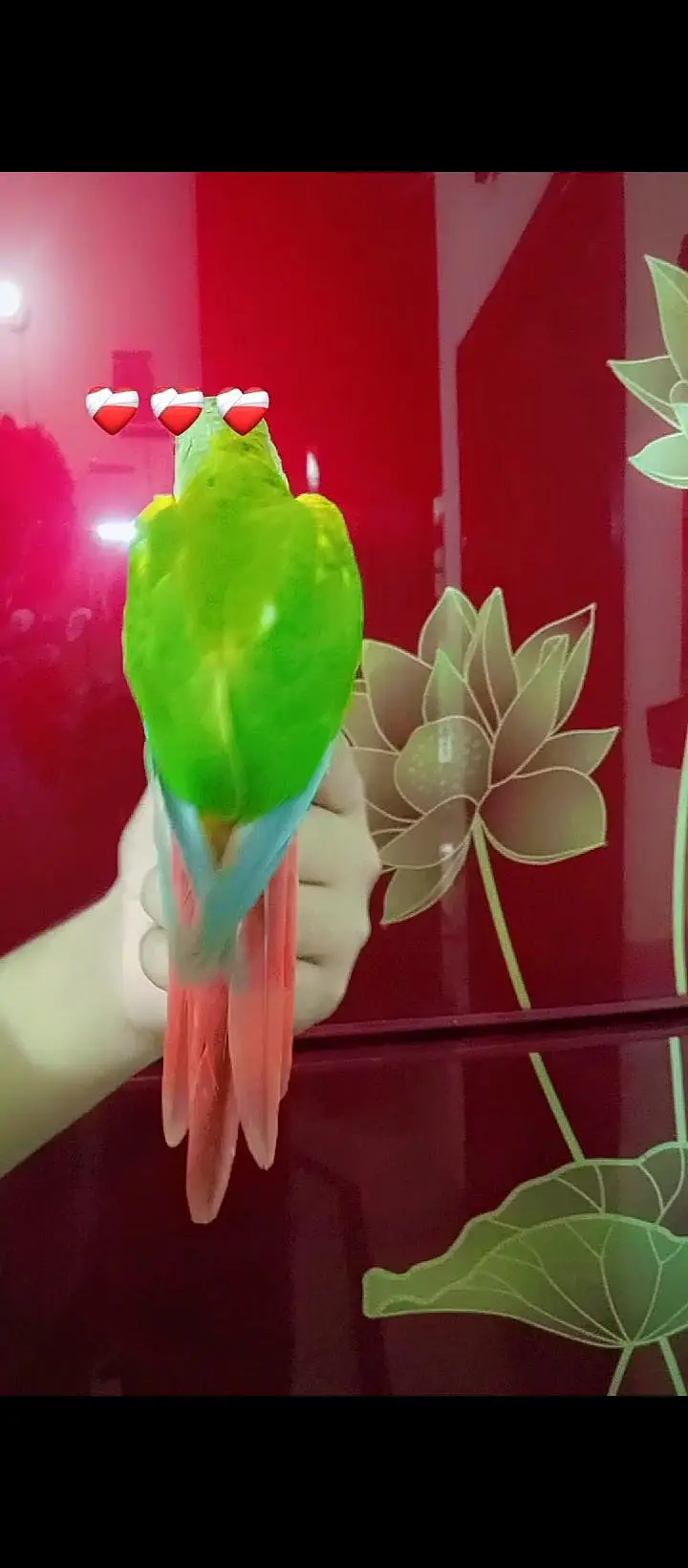 different parrot available hai — photo 4