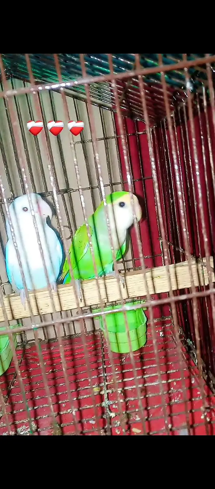 different parrot available hai — photo 6