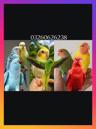 different parrot available hai