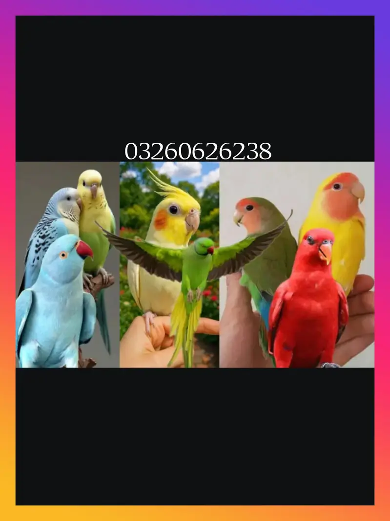 different parrot available hai — photo 7