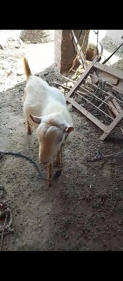 Barbari Breeder Male