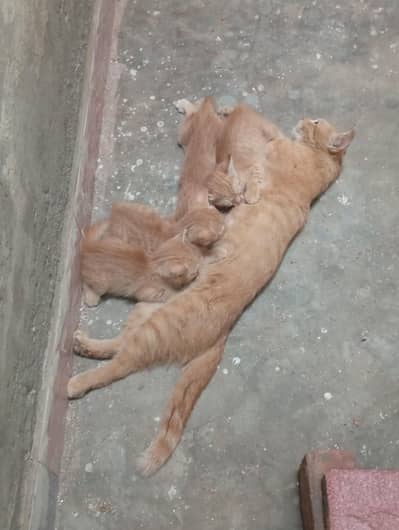 kittens