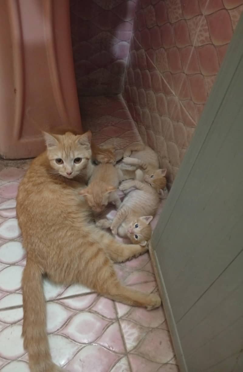 kittens 1