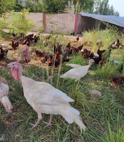 White Turkey Pair for Sale