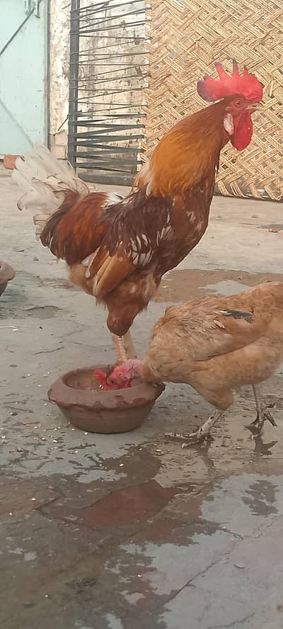 Dasi chicken for sale only 3000