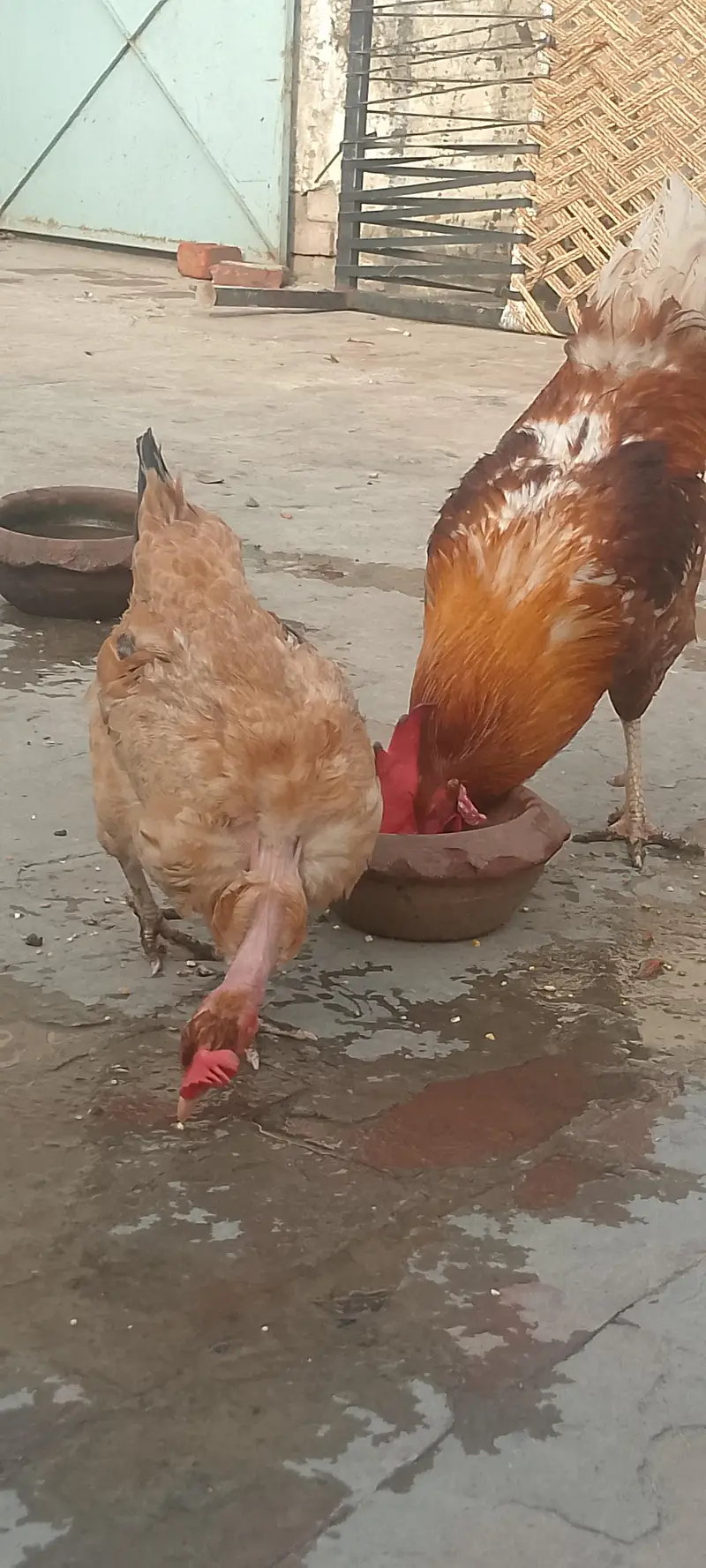 Dasi chicken for sale only 3000 — photo 3