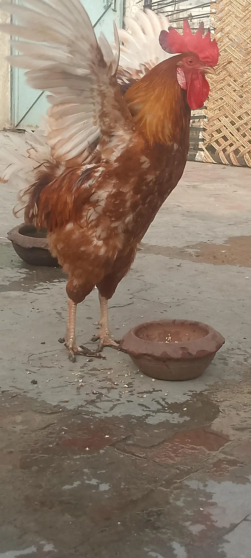 Dasi chicken for sale only 3000 — photo 4