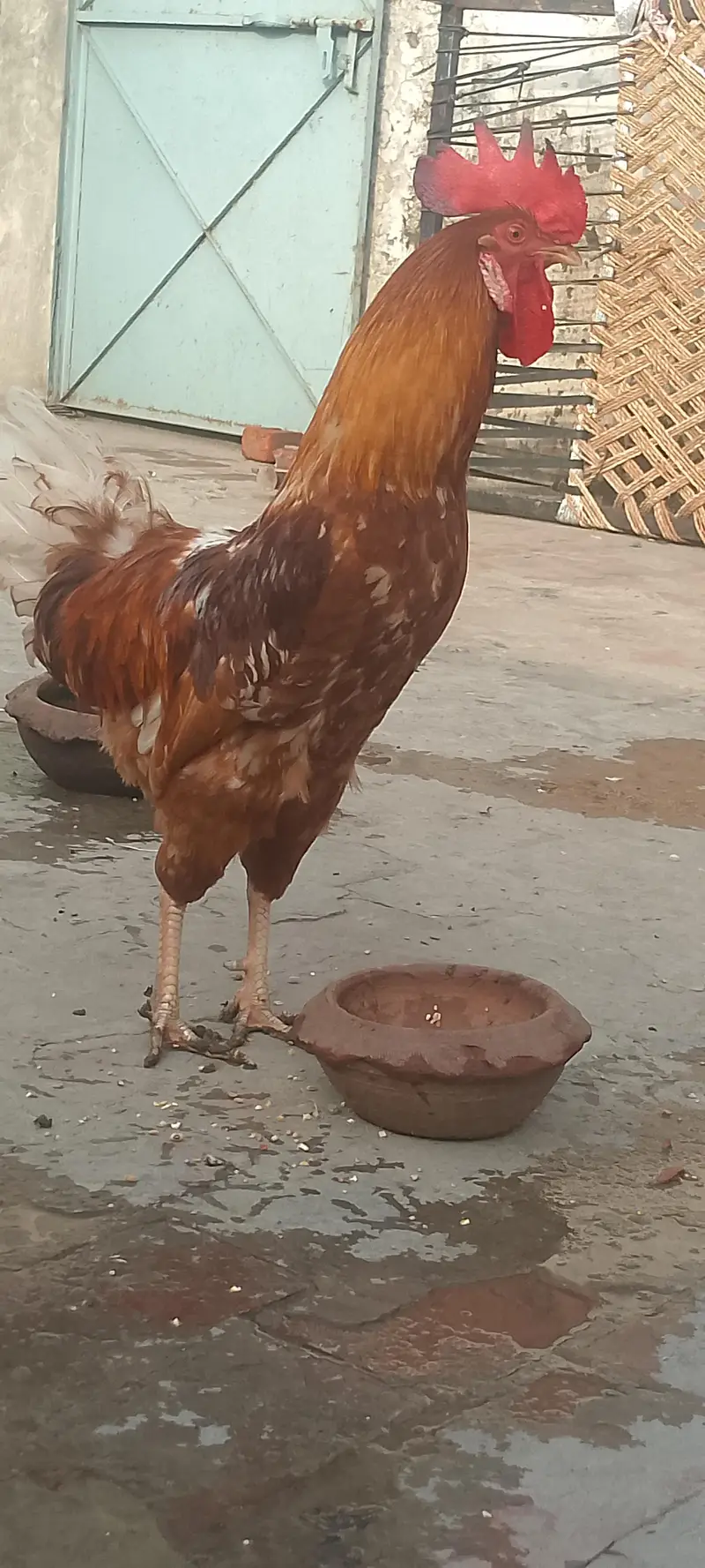 Dasi chicken for sale only 3000 — photo 5