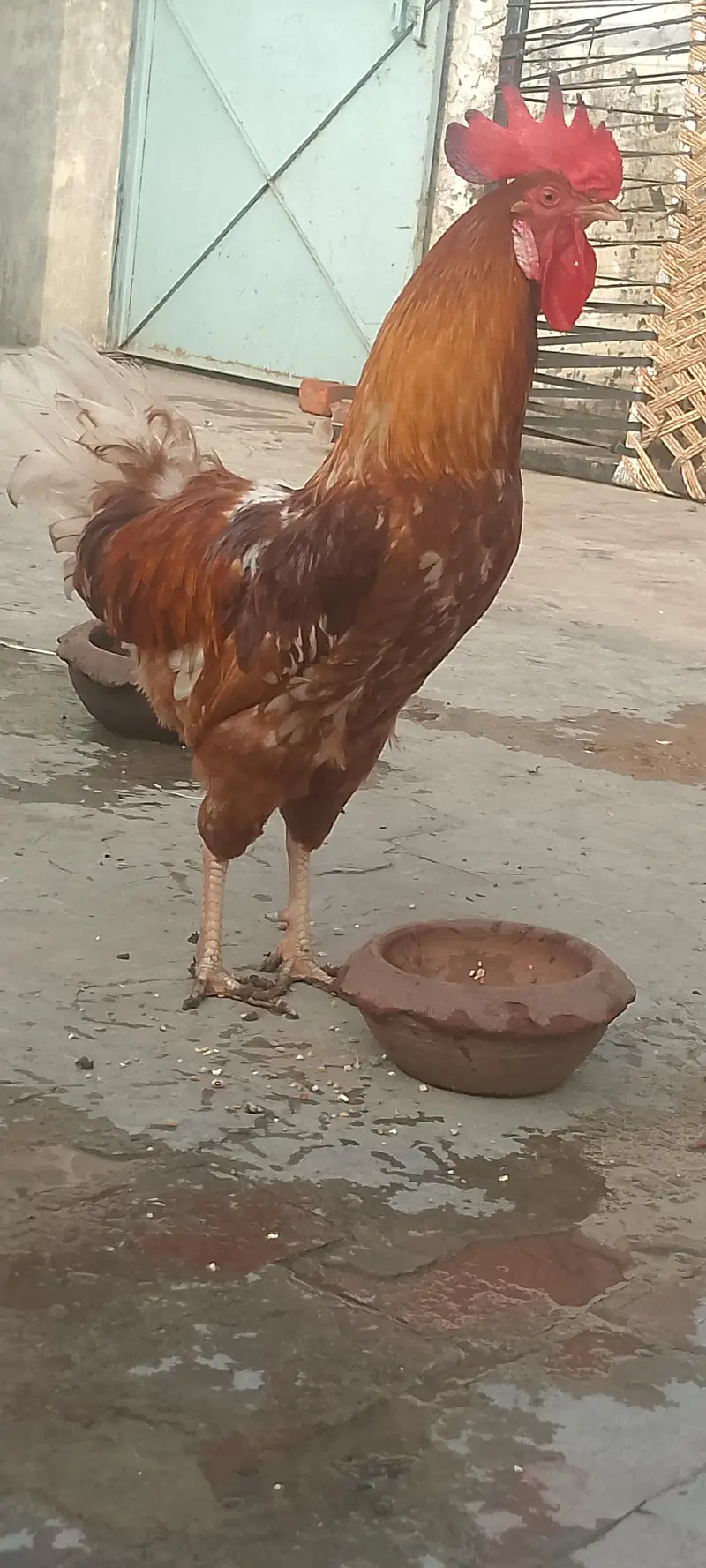 Dasi chicken for sale only 3000 — photo 6