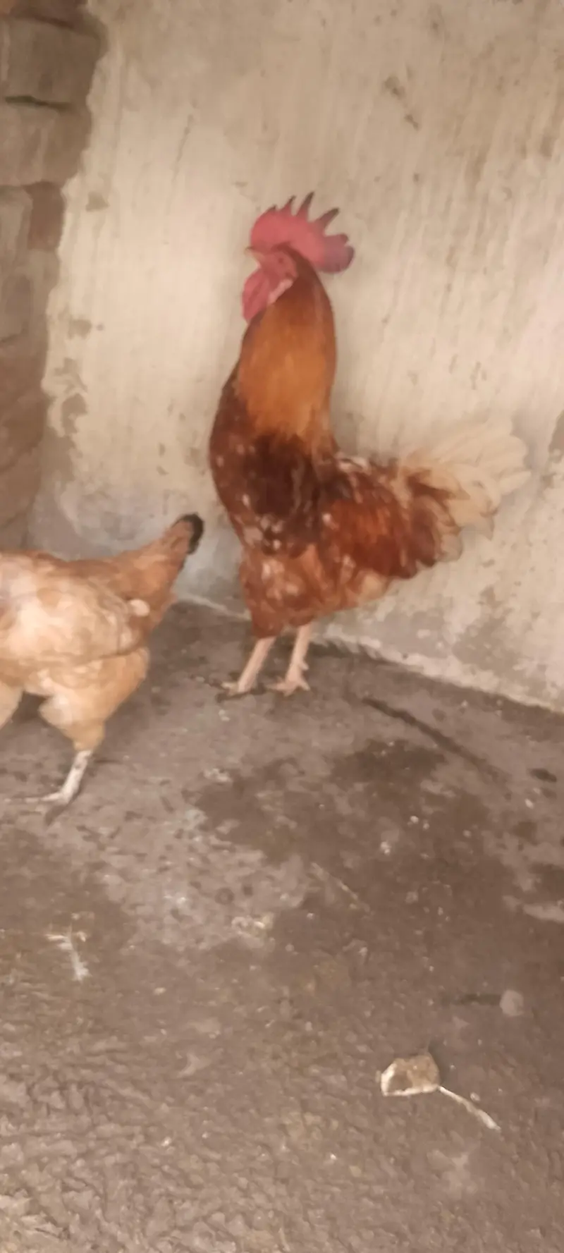 Dasi chicken for sale only 3000 — photo 7