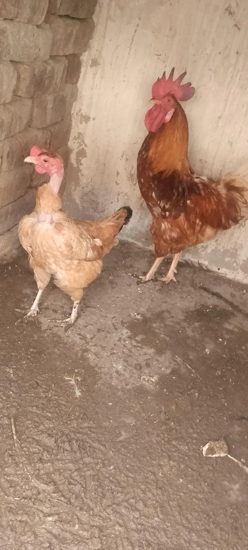 Dasi chicken for sale only 3000 — photo 8